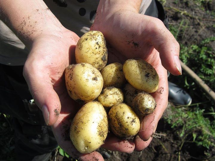 Vihreän Oksan Werstaan satokasseja voi ostaa taas tällä viikolla! Satokassi sisä…