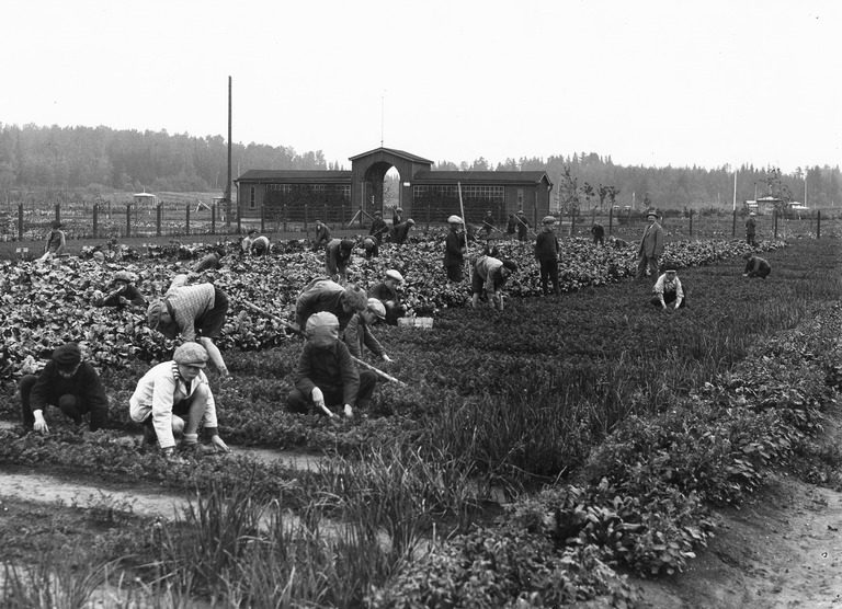 Koulupuutarhat 100-vuotiaassa Suomessa – Puutarhakasvatus