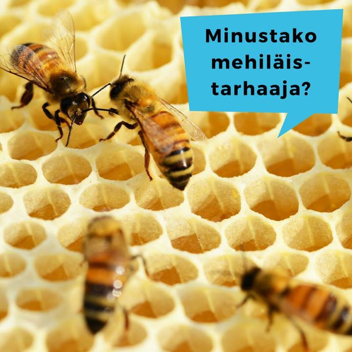 Mehiläistarhauskurssi nuorille