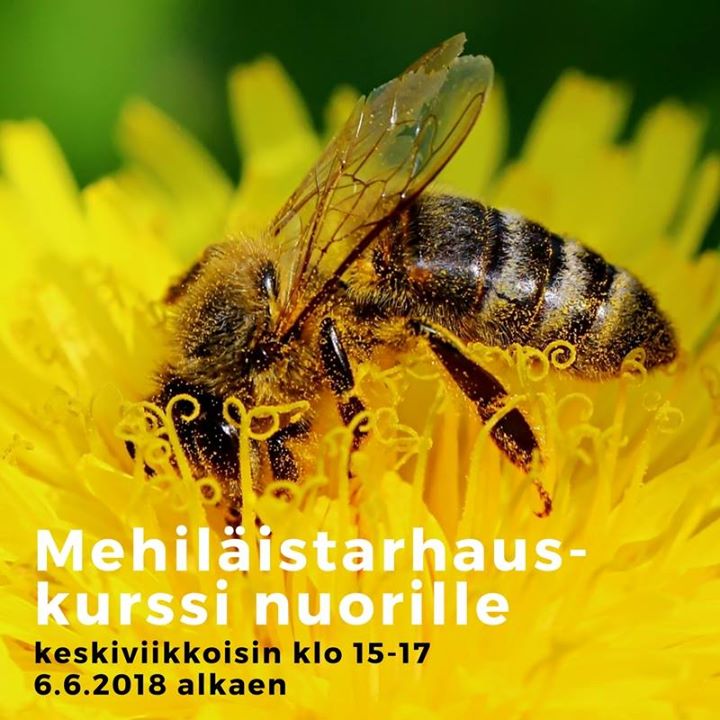 Maistuisiko hunaja?  Ensi kesän ainutlaatuisen mehiläistarhauskurssin sisällöstä…