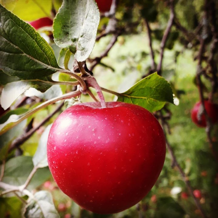 Omenapalkalla talkoisiin! Tänään puutarhan syystöitä Kumpulan koulukasvitarhalla…